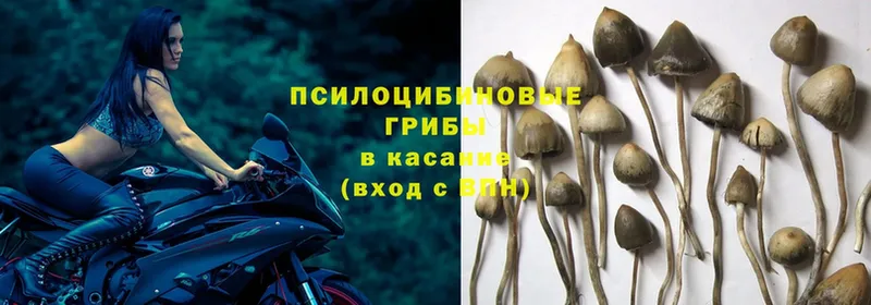 как найти наркотики  Алексеевка  Псилоцибиновые грибы MAGIC MUSHROOMS 